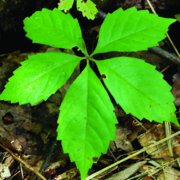 Parthenocissus quinquefolia