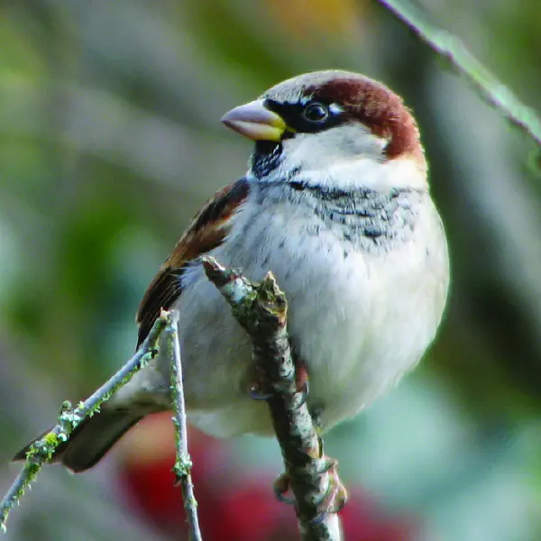 Passer domesticus