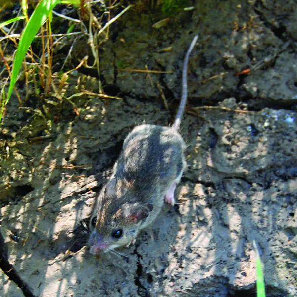 Peromyscus maniculatus