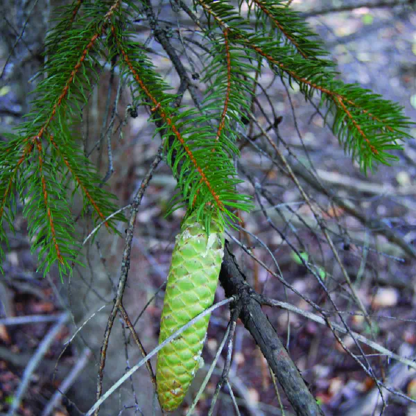 Picea abies