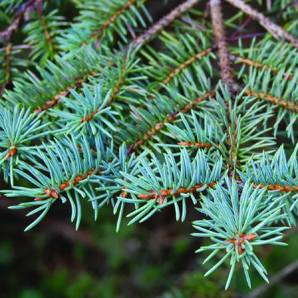 Picea glauca