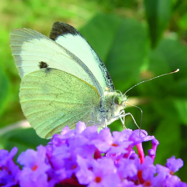 Pieris rapae