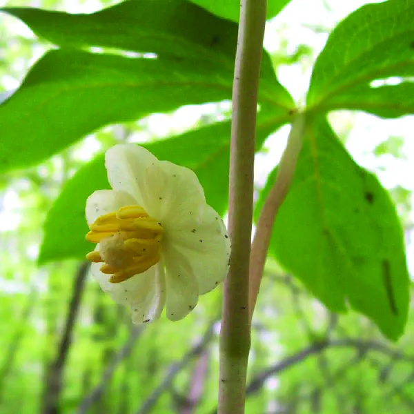 Podophyllum peltatum