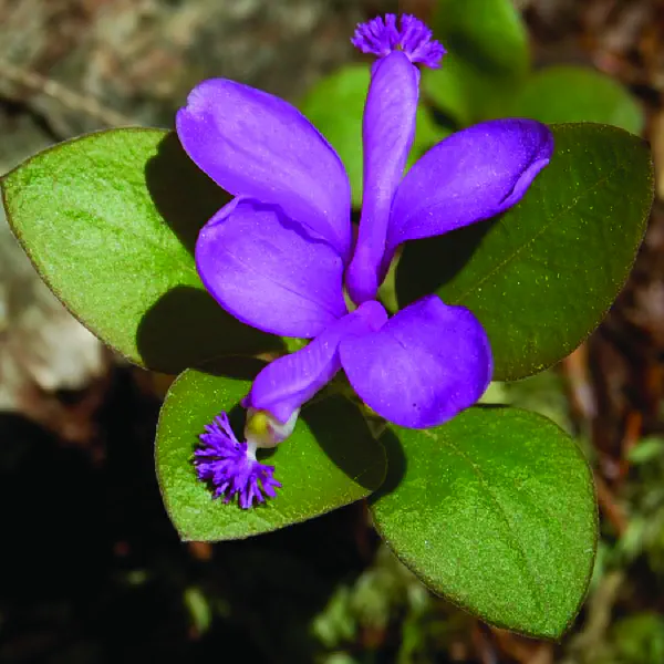 Polygaloides paucifolia