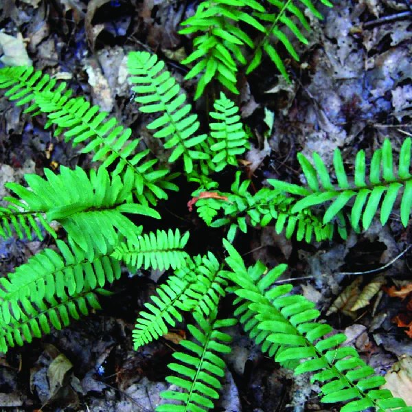 Polystichum acrostichoides