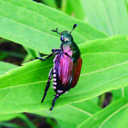 Popillia japonica · Earth@Home: Biodiversity