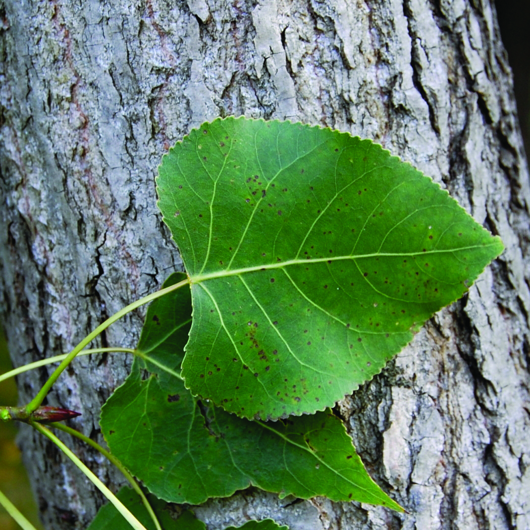Populus deltoides · Earth@Home: Biodiversity