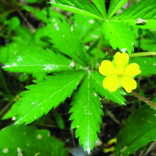 Potentilla simplex