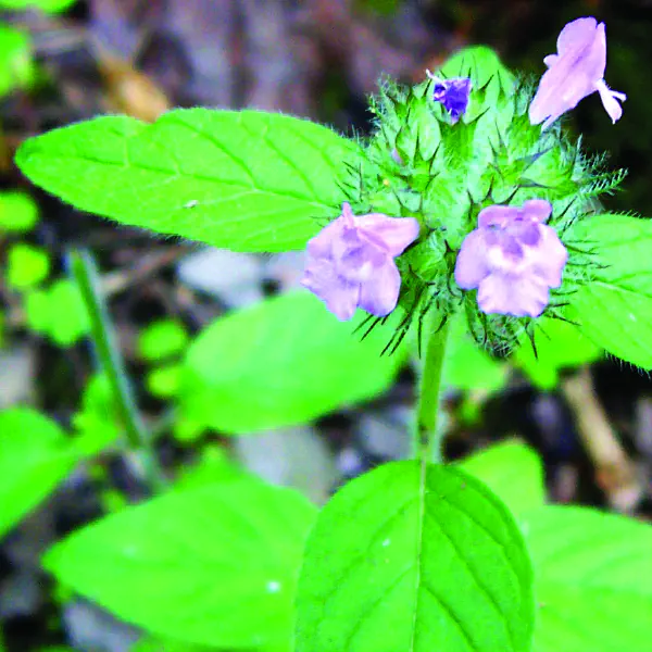 Prunella vulgaris