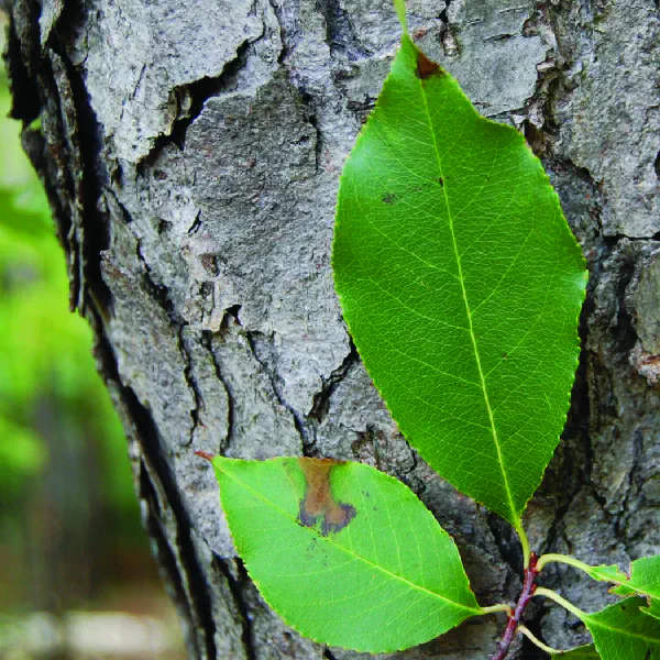 Prunus serotina