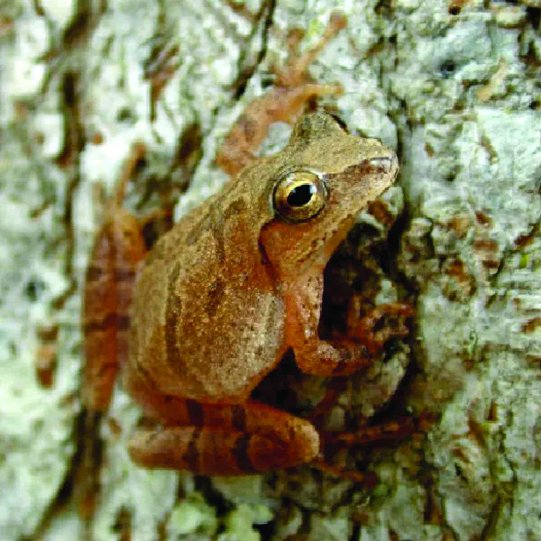 Pseudacris crucifer