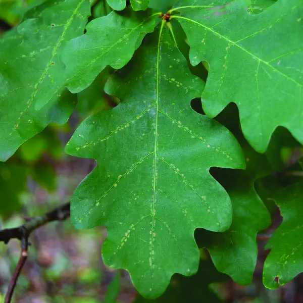 Quercus alba