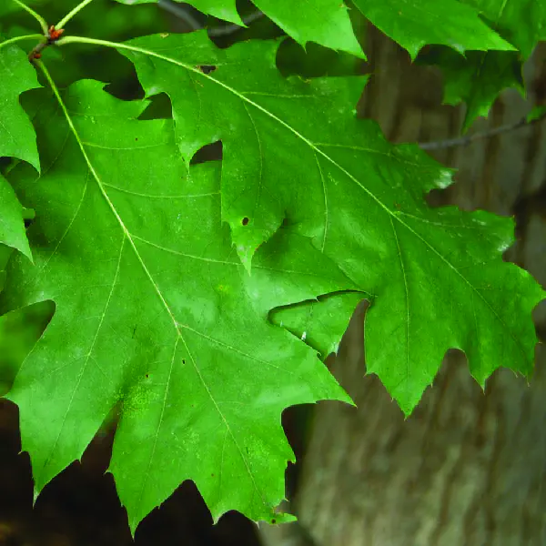 Quercus rubra