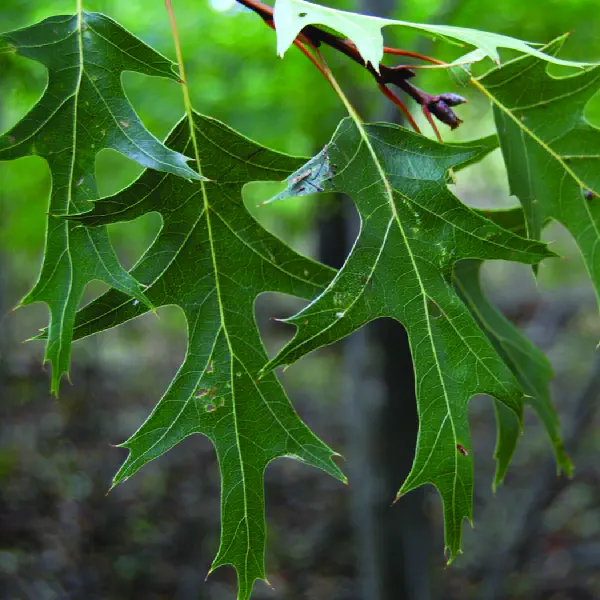 Quercus velutina