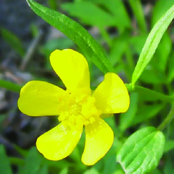 Ranunculus acris