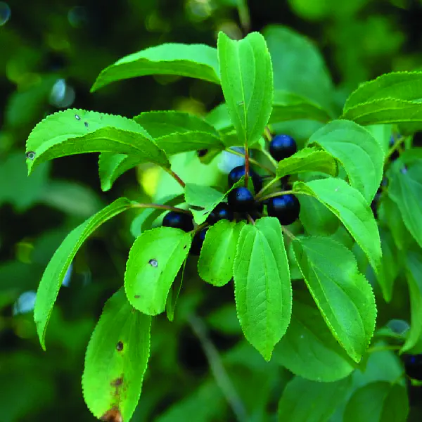 Rhamnus cathartica