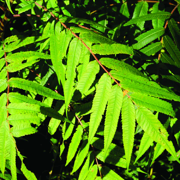 Rhus typhina