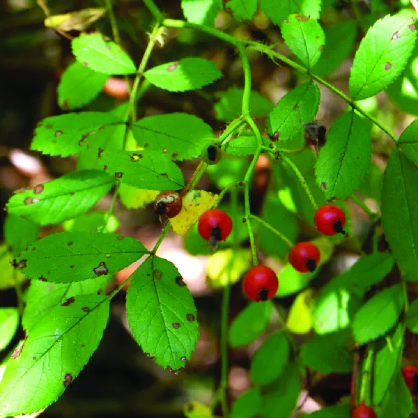 Rosa multiflora