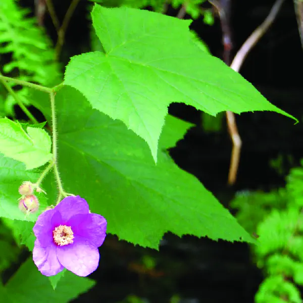 Rubus odoratus