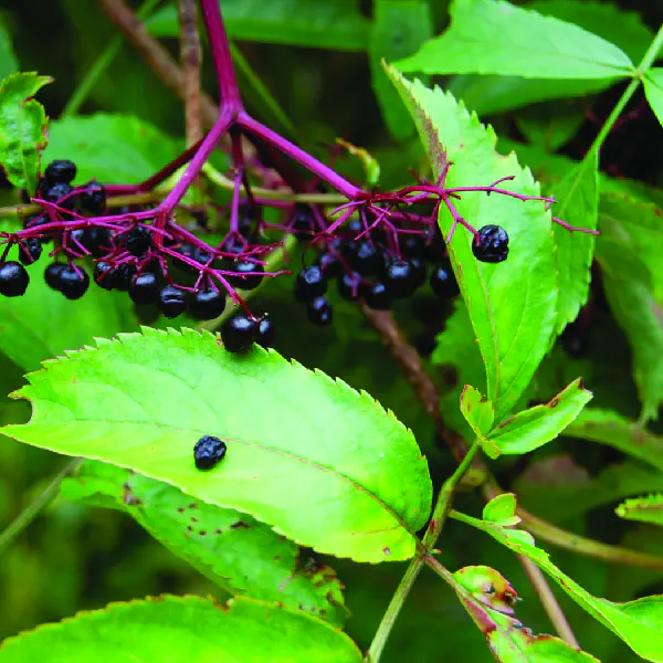 Sambucus canadensis