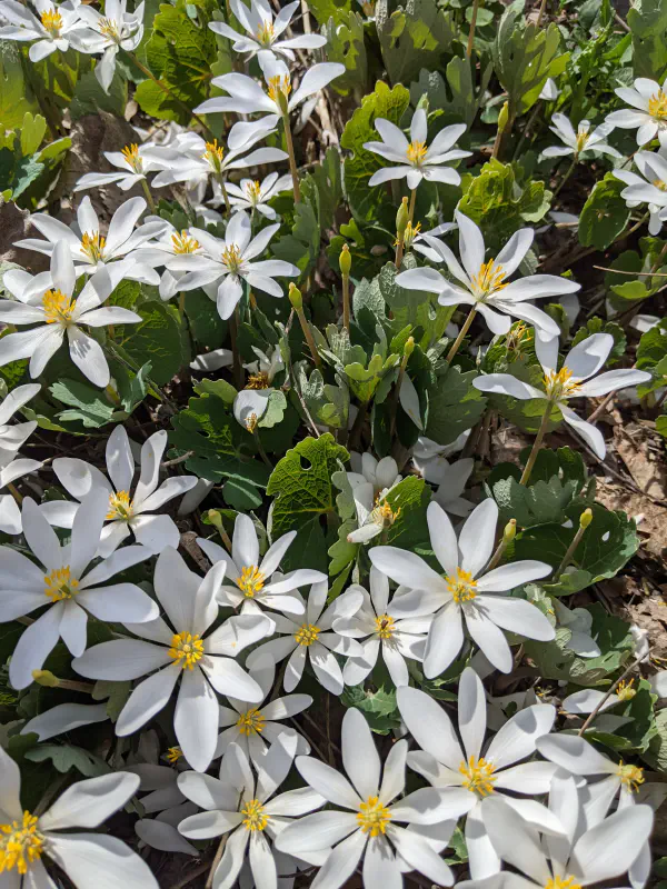 Sanguinaria canadensis