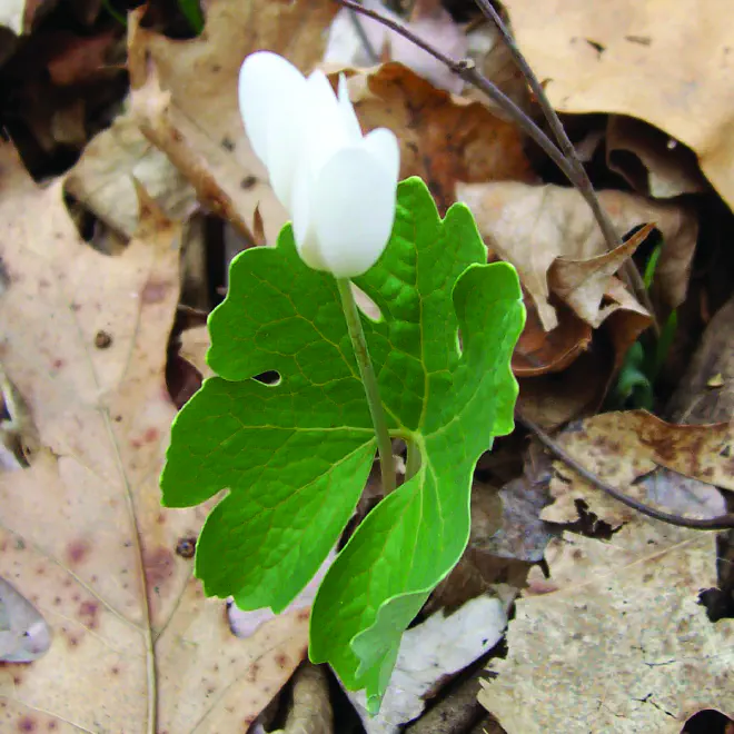 Bloodroot in bloom. Image by James Dake.