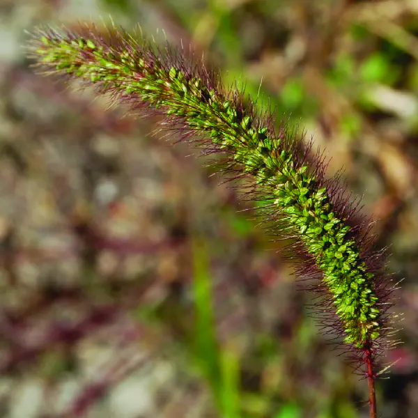 Setaria glauca