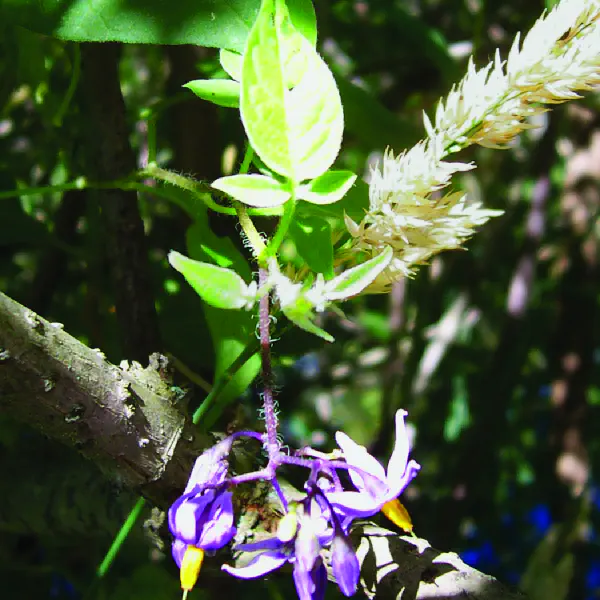 Solanum dulcamara