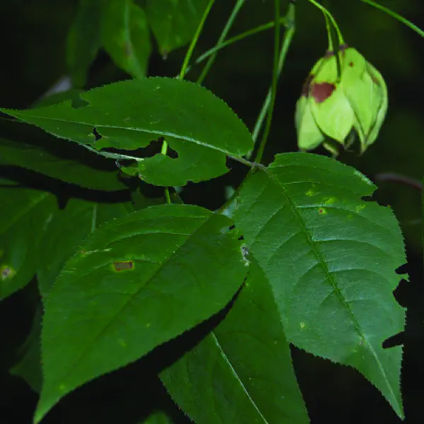 Staphylea trifolia