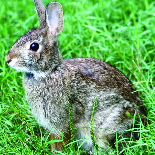 Eastern Cottontail by Sage Ross