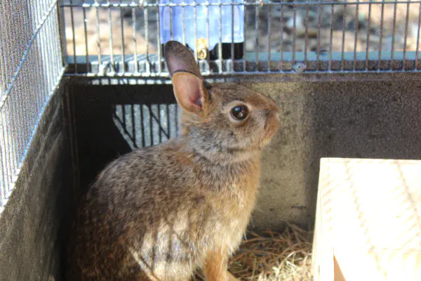 Sylvilagus floridanus