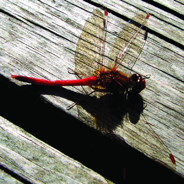 Sympetrum vicinum