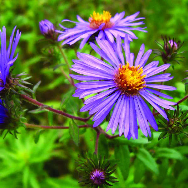 Symphyotrichum novae-angliae