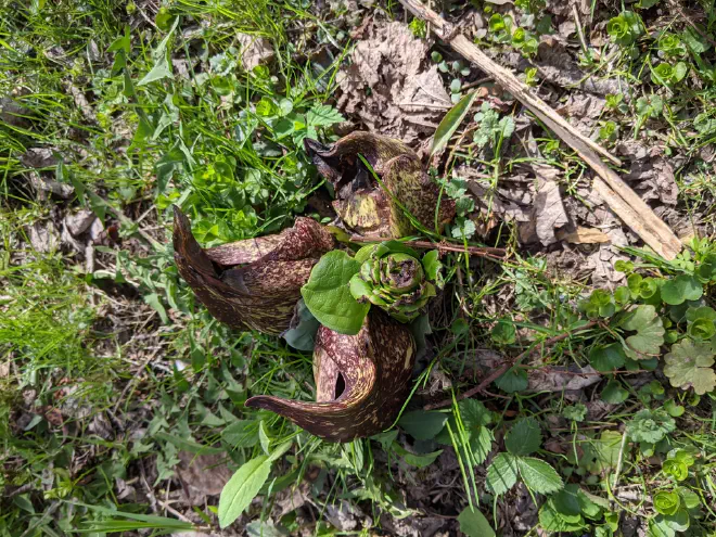 Skunk cabbage photo by Katie Bagnall-Newman