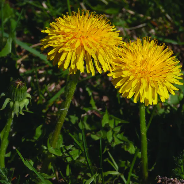 Taraxacum officinale