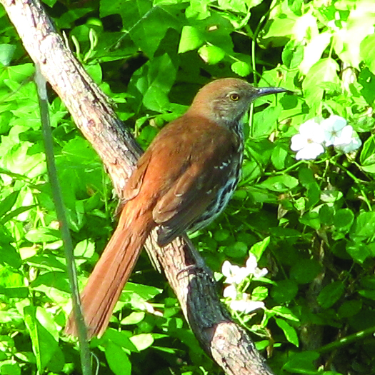 Toxostoma rufum · Earth@Home: Biodiversity