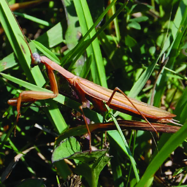 Tenodera aridifolia