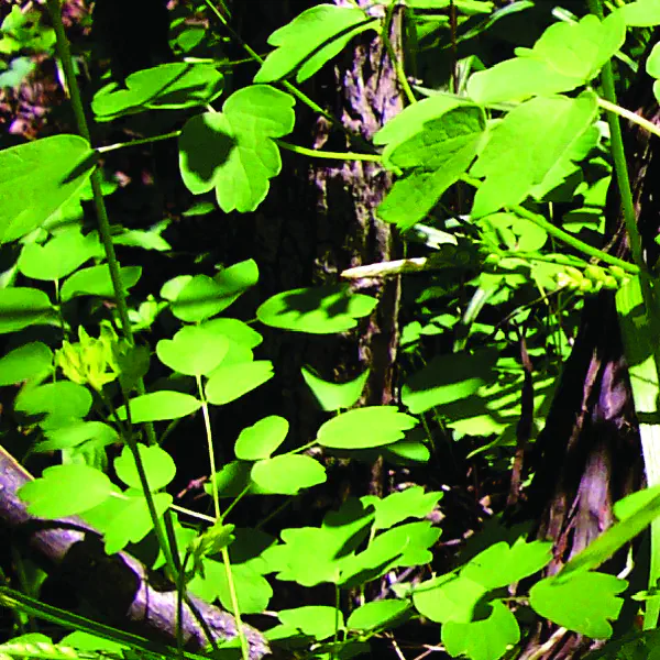 Thalictrum dioicum