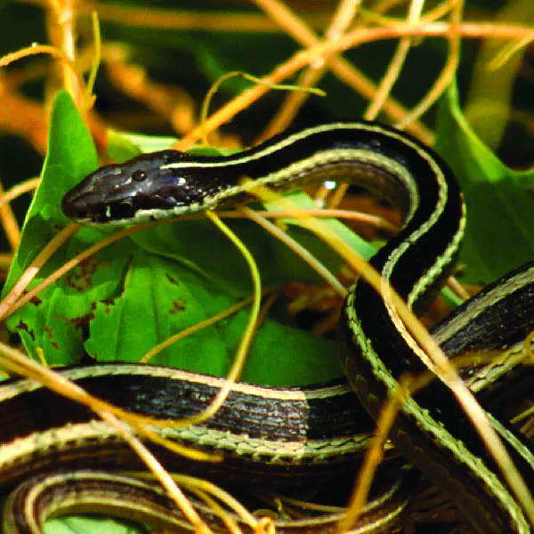 Thamnophis sauritus