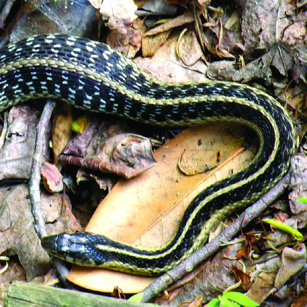 Thamnophis sirtalis