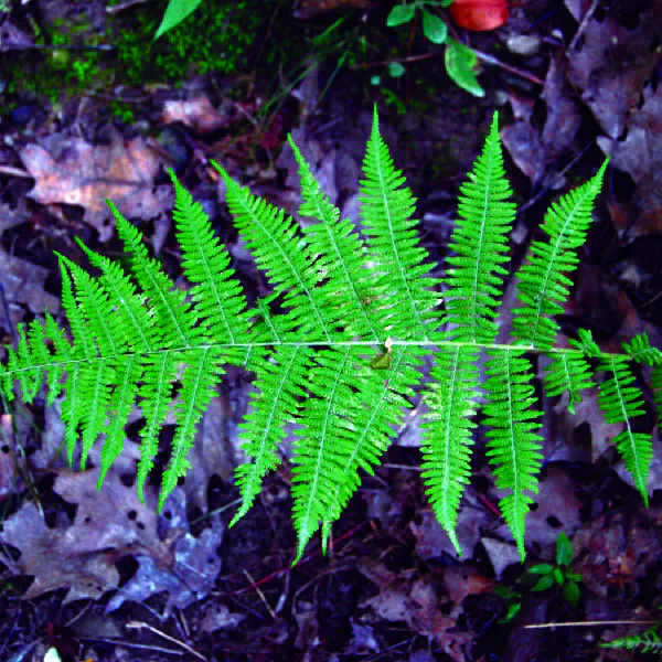 thelypteris noveboracensis range