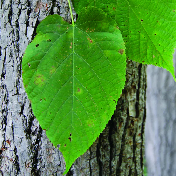 Tilia americana