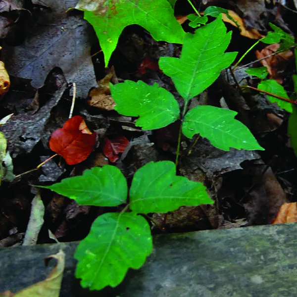 Toxicodendron radicans