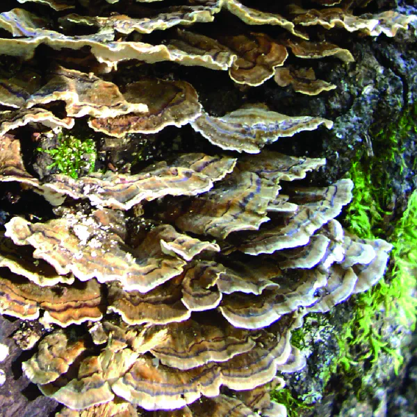 Trametes versicolor