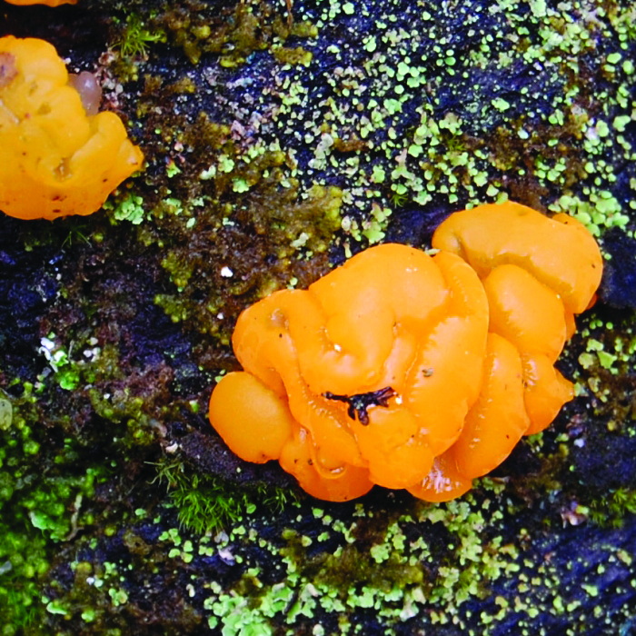 Tremella mesenterica · Earth@Home: Biodiversity