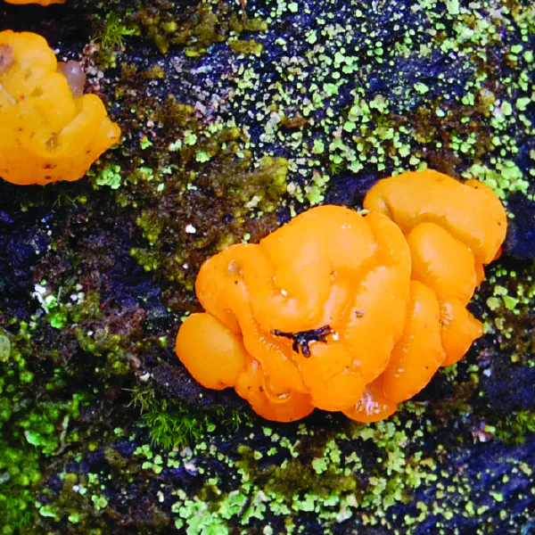 Tremella mesenterica