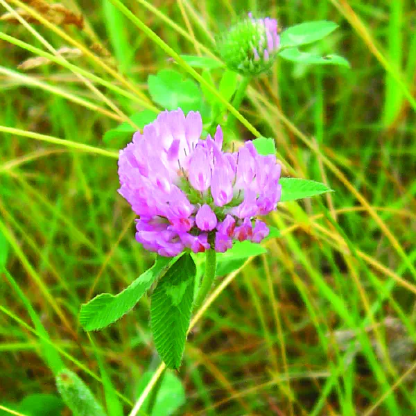 Trifolium pratense