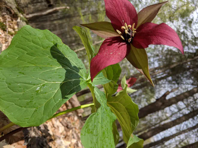Red trillium in bloom at Smith Woods by Katie Bagnall-Newman.