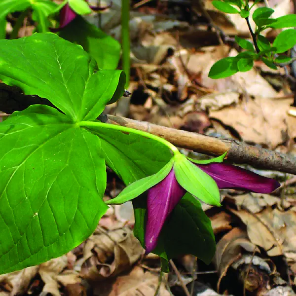 Trillium erectum