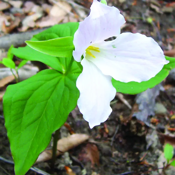 Trillium grandiflorum